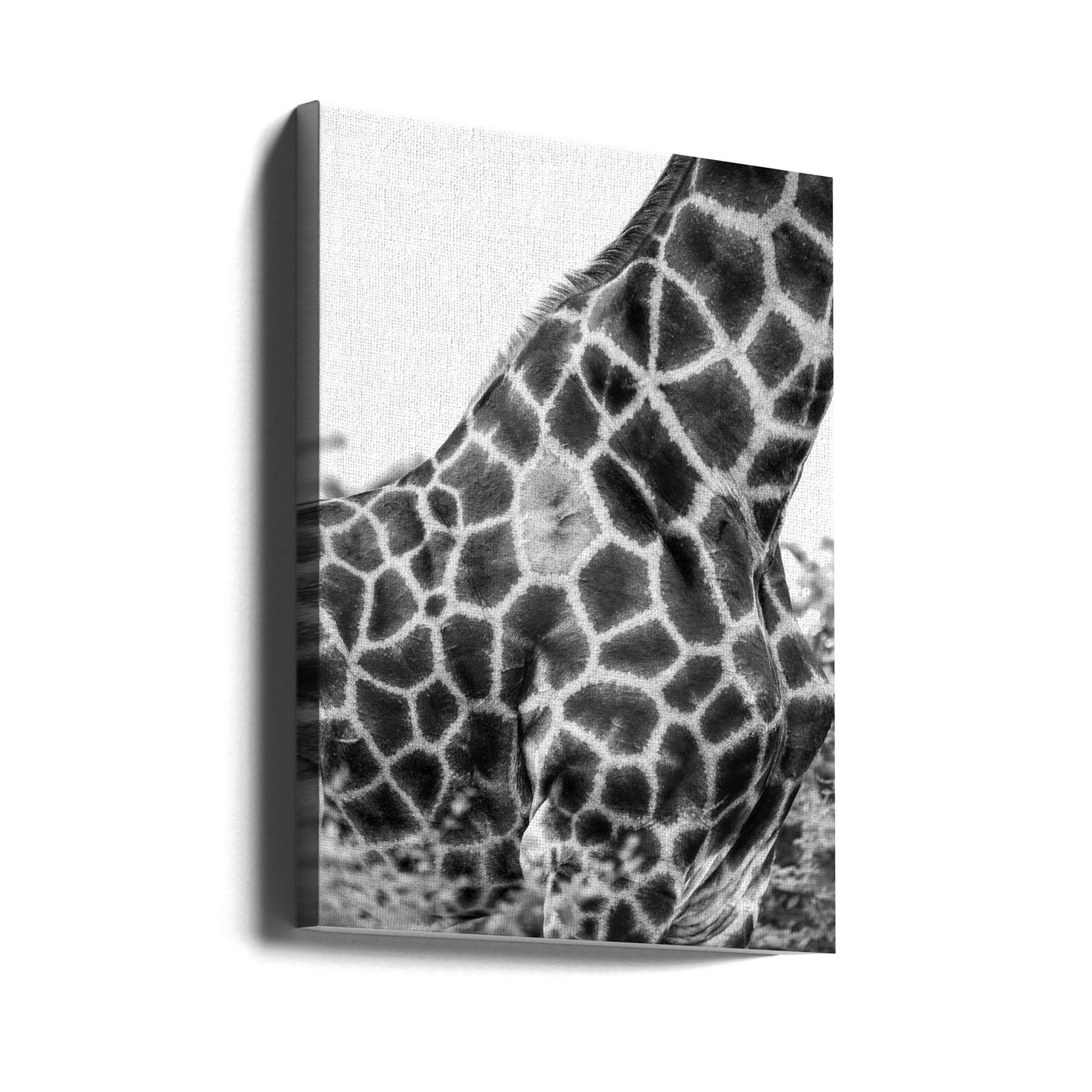 Super Safari nr. 3 | Lærredsbilleder