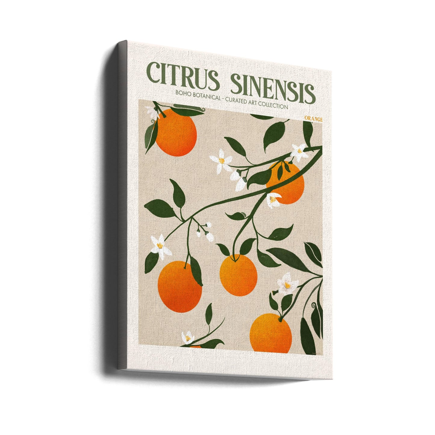 Citrus Sinensis - Pomarańczowy | Wydruki na łótnie