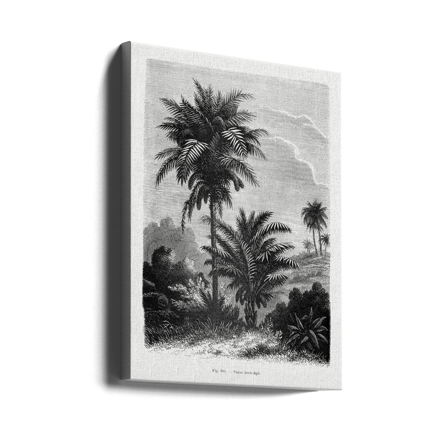 Disegno di palma d'epoca V | Stampe su Tela