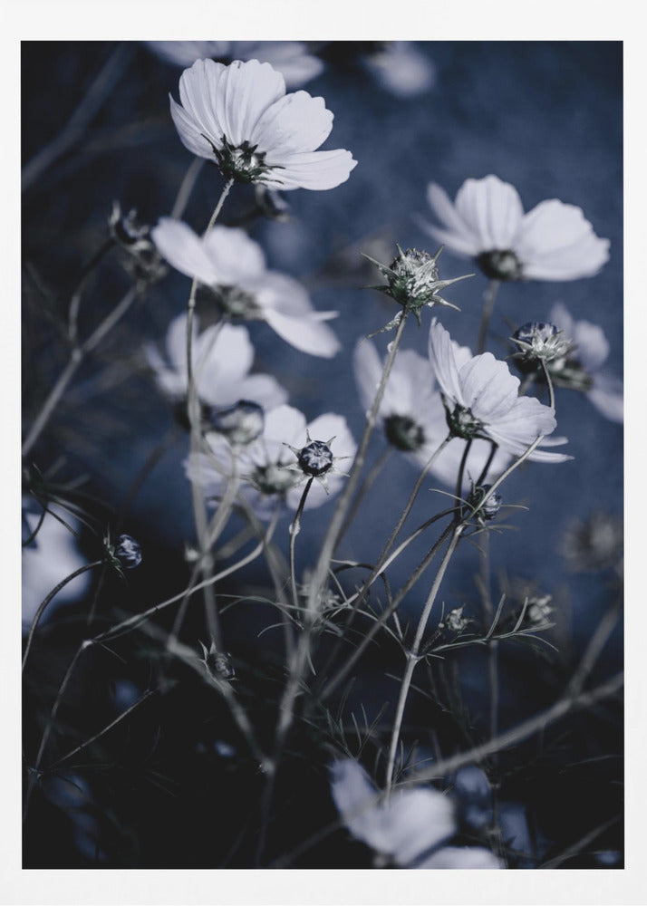 Wild Flowers 10 | Poster