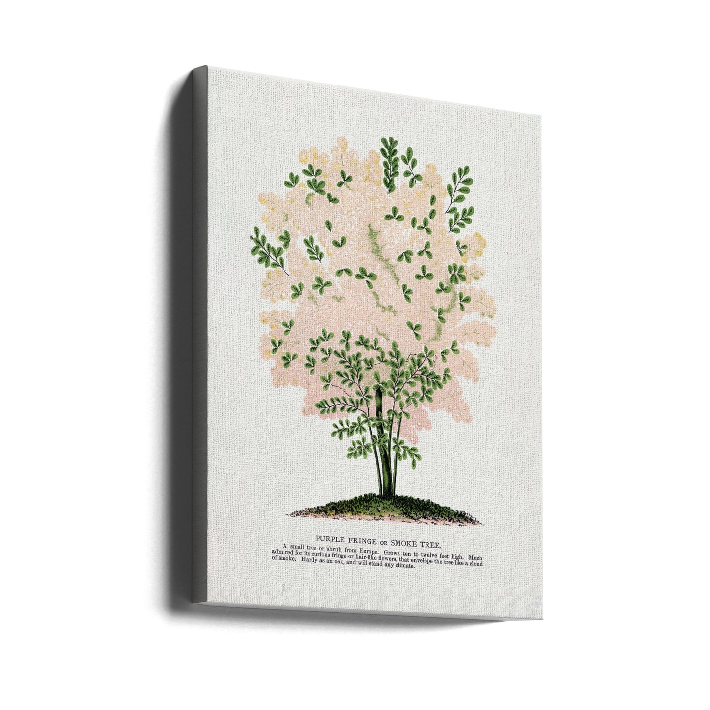 Litografi med lila fransar i träd | Canvas