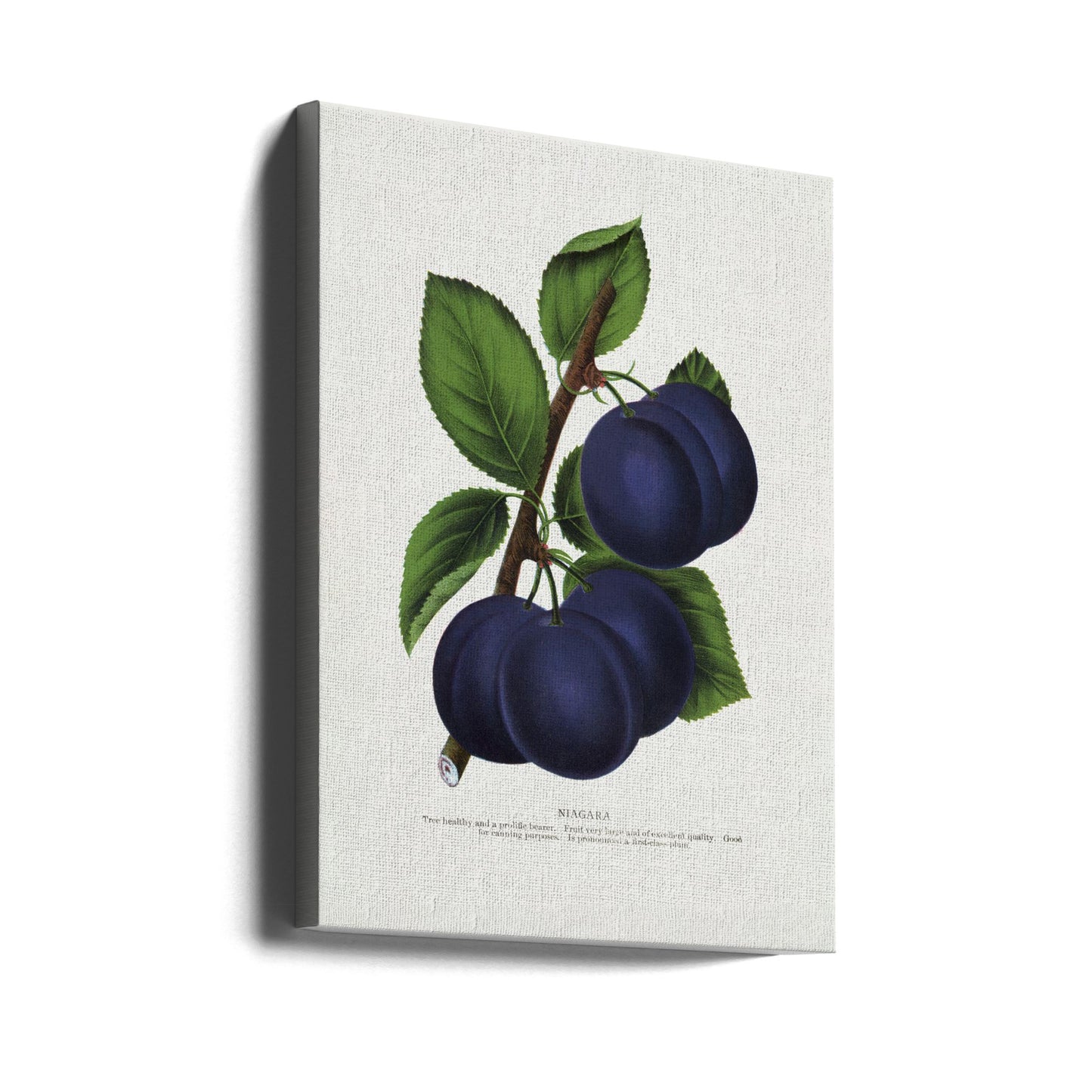 Niagara Plum Litografi | Duk