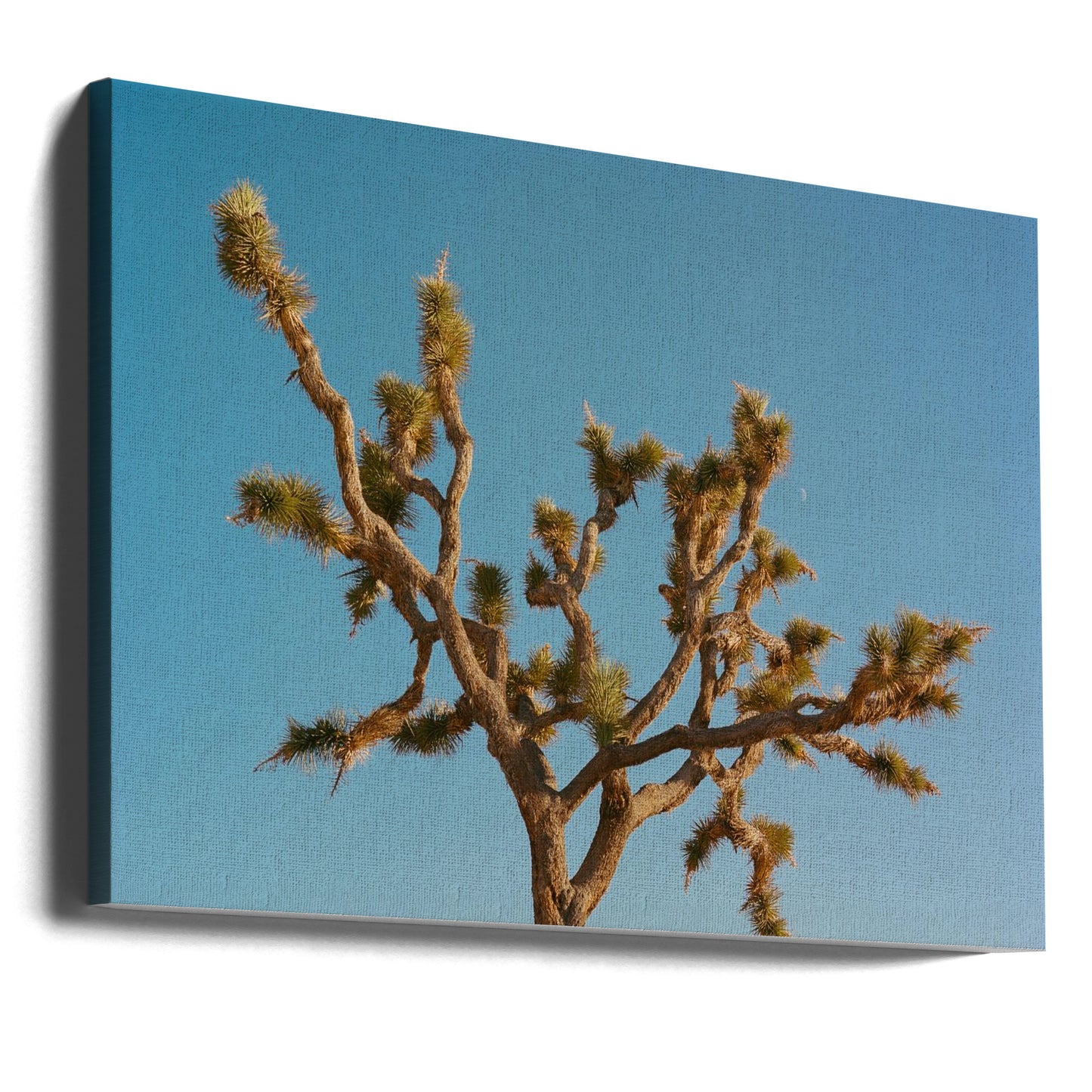 Joshua Tree Moon III | Wydruki na łótnie