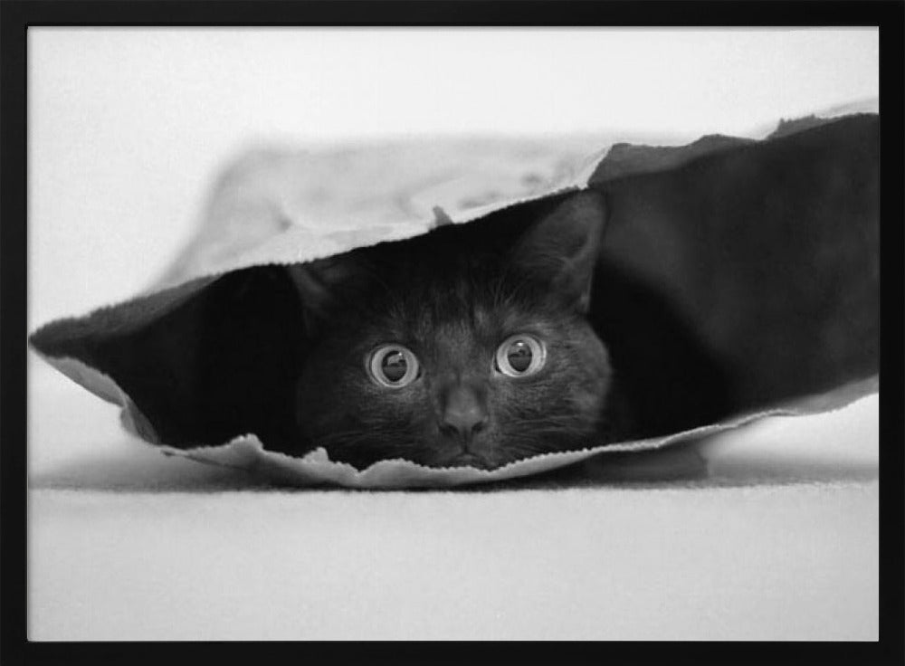 Katze im Sack | Poster - Kunstdruck