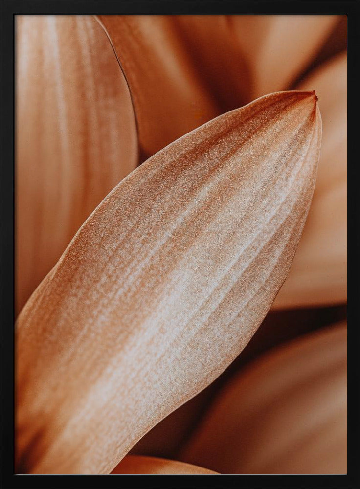 Amber Petal Elegance | Poster