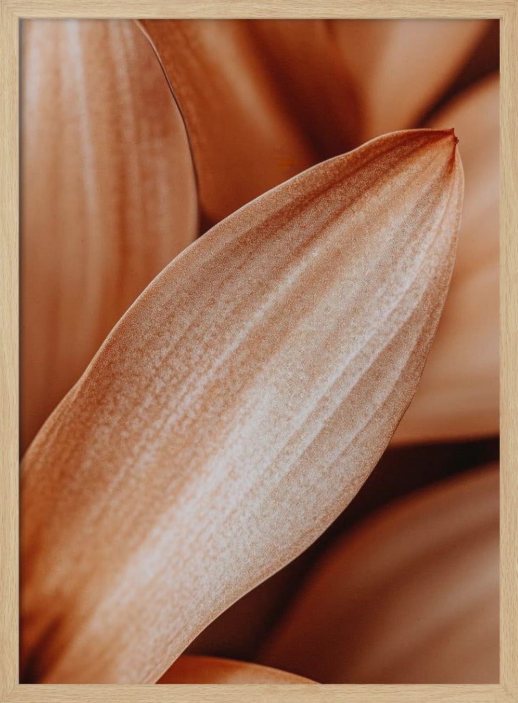 Amber Petal Elegance | Poster