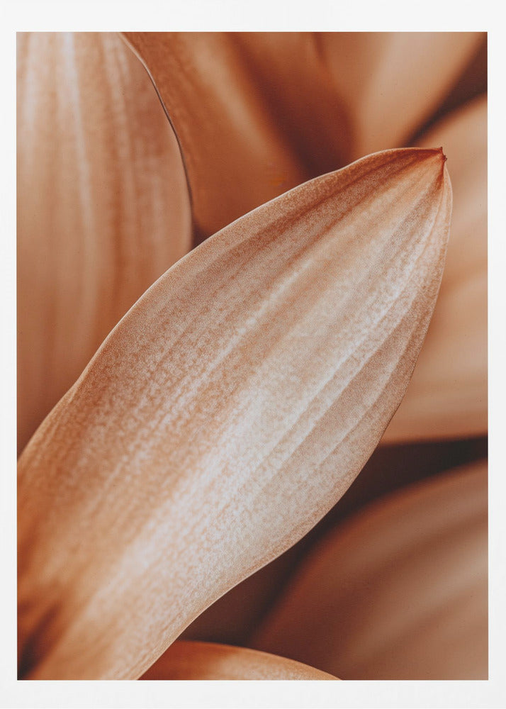 Amber Petal Elegance | Poster