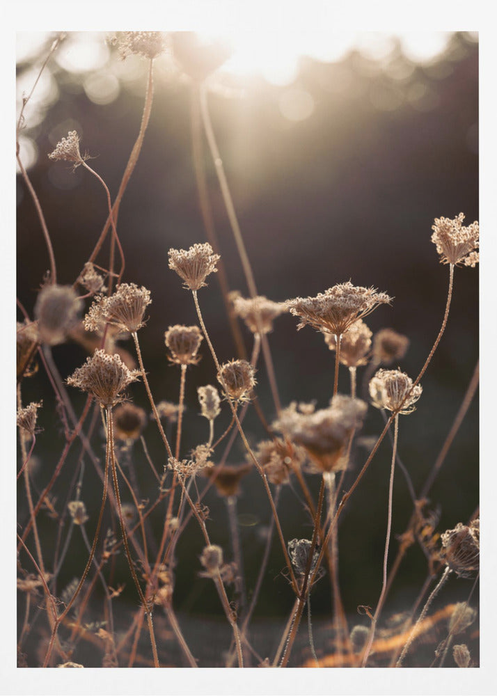 Warm Winter Light 2 | Poster