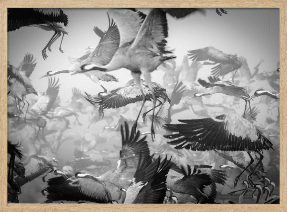 Chaos | Poster - Kunstdruck