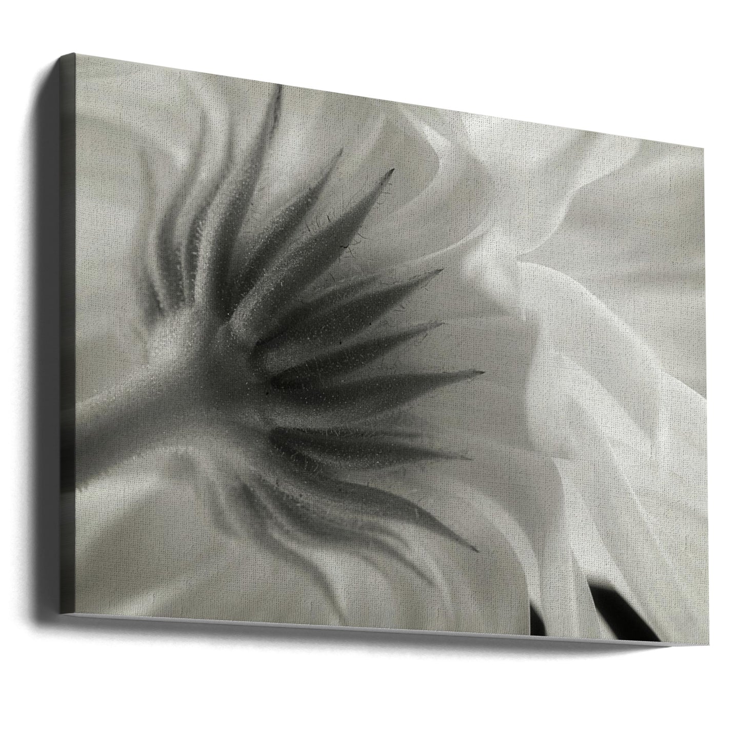 Ringblomma | Canvas