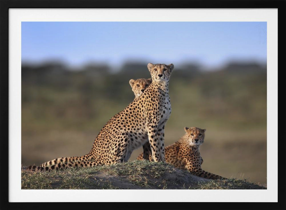 Gepardenfamilie | Poster - Kunstdruck