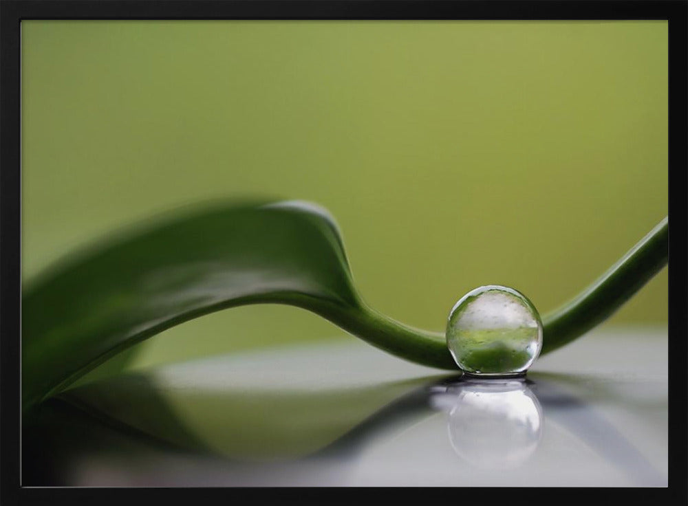 Armonía verde | Posters - Impresiones de Arte
