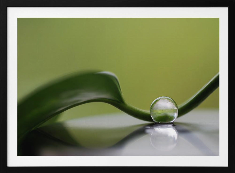 Armonía verde | Posters - Impresiones de Arte