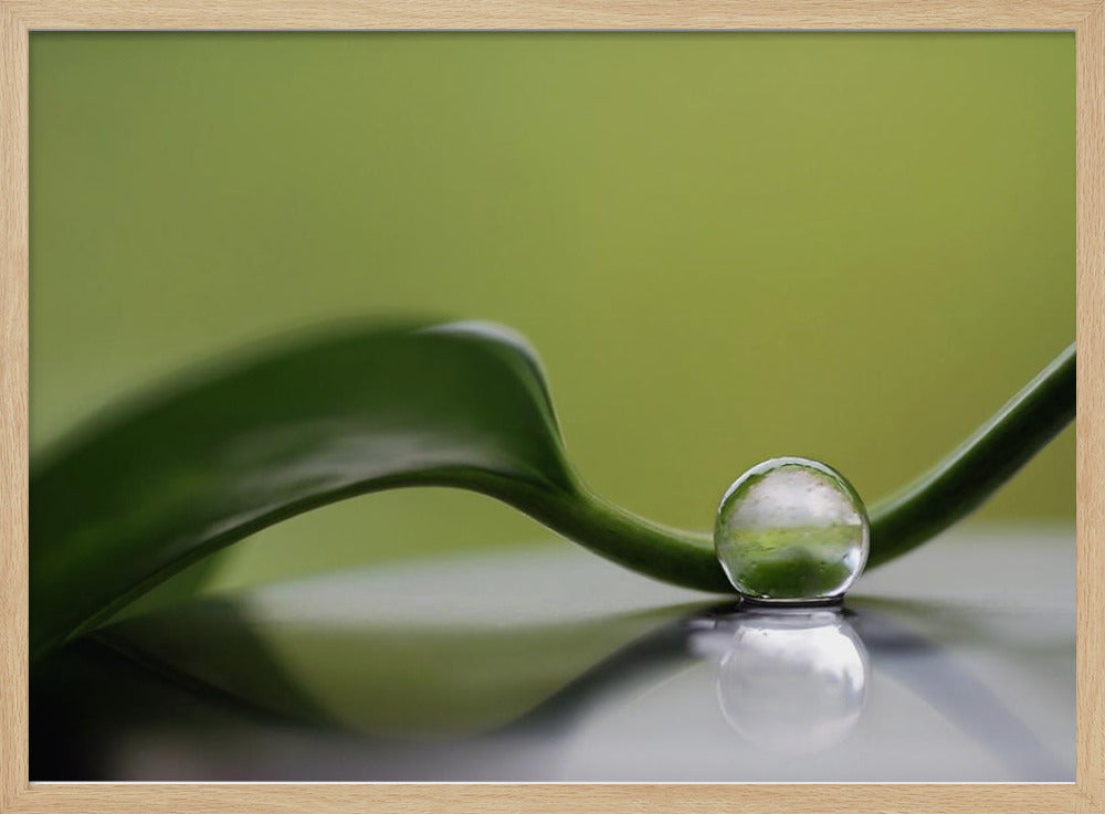 Armonía verde | Posters - Impresiones de Arte