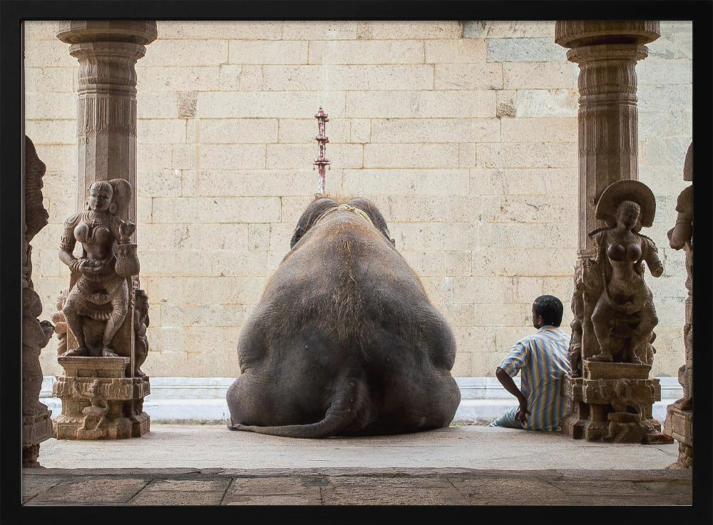 El elefante y su mahot | Posters - Impresiones de Arte