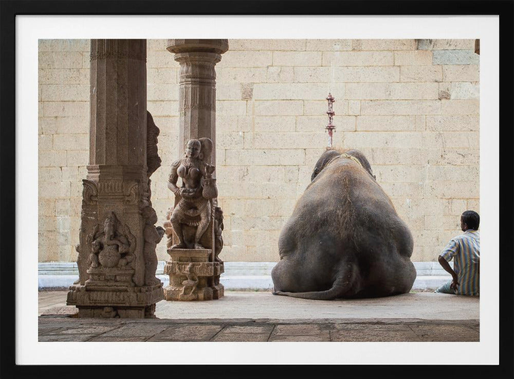 El elefante y su mahot | Posters - Impresiones de Arte