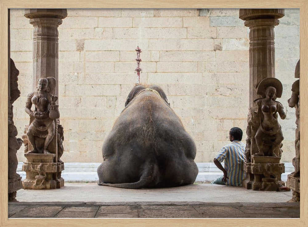 El elefante y su mahot | Posters - Impresiones de Arte