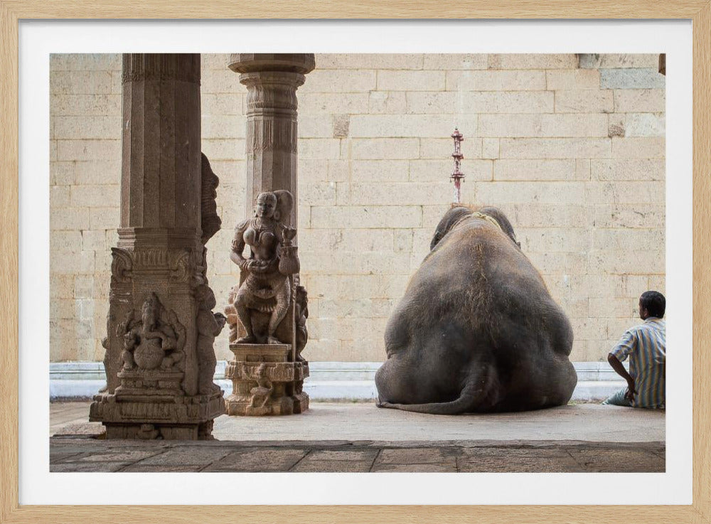 El elefante y su mahot | Posters - Impresiones de Arte