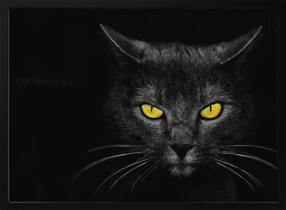 Chat noir | Posters - Affiche Artistique
