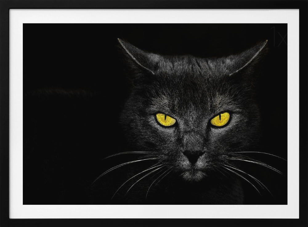 Chat noir | Posters - Affiche Artistique