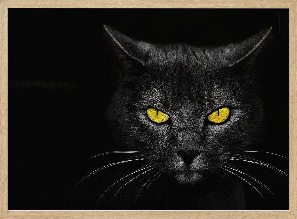 Chat noir | Posters - Affiche Artistique