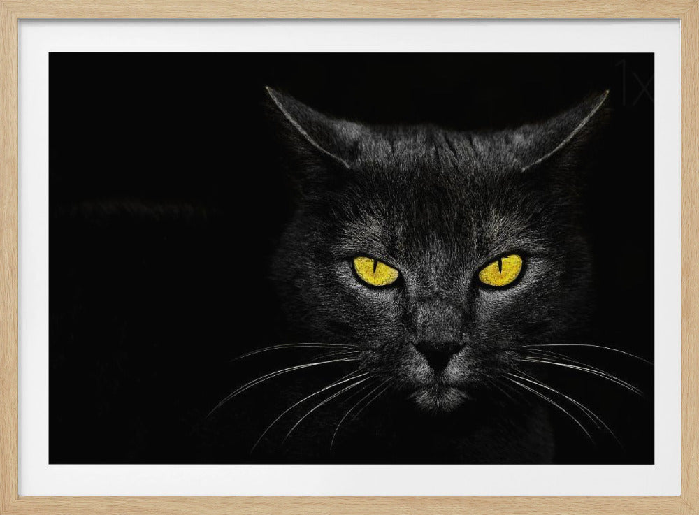Chat noir | Posters - Affiche Artistique
