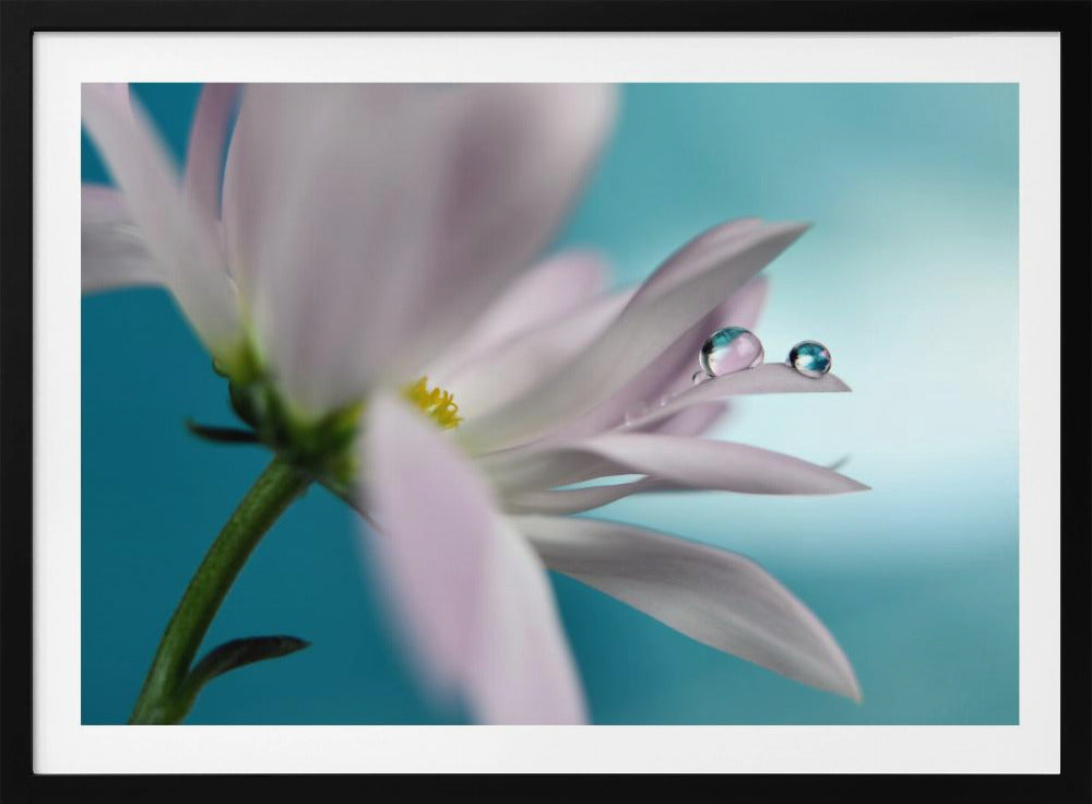 In compagnia turchese | Poster - Stampe d’Arte