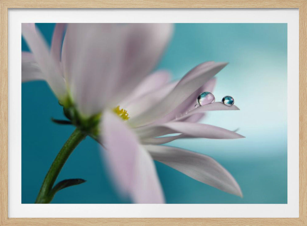 In compagnia turchese | Poster - Stampe d’Arte