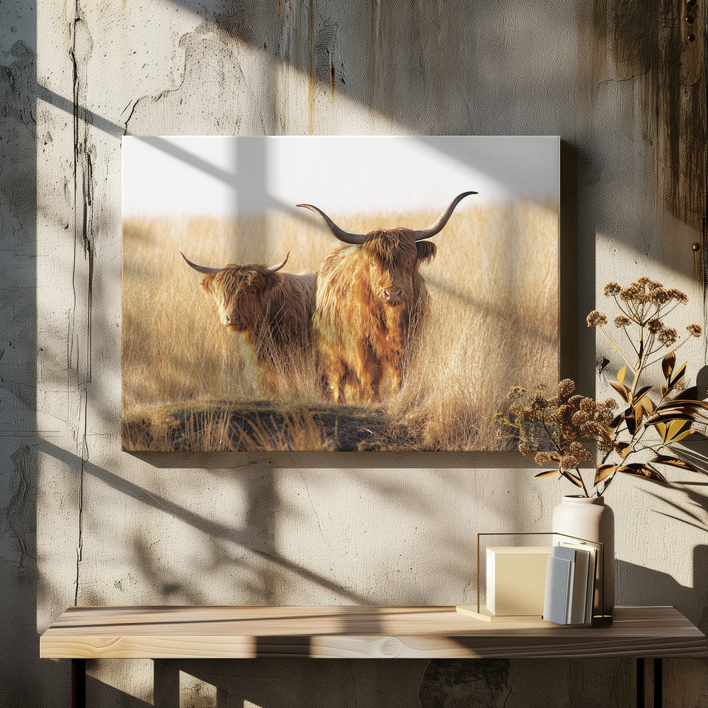 Junger und alter Highlander | Leinwand-Bilder