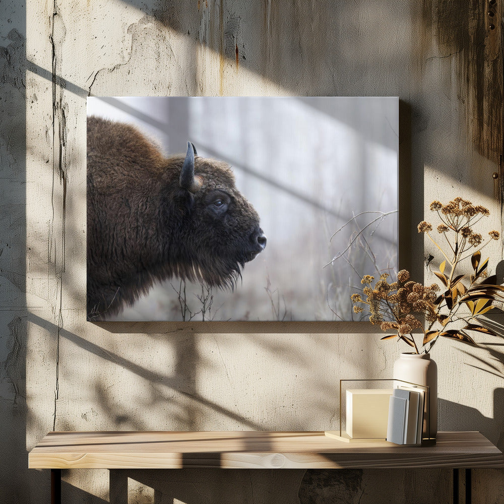Bisons profil | Lerretsbilder
