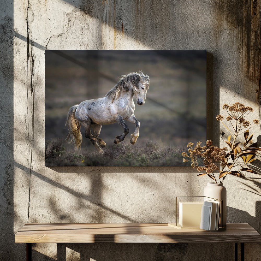 Mustang, Wildpferd / Equus ferus caballus | Leinwand-Bilder