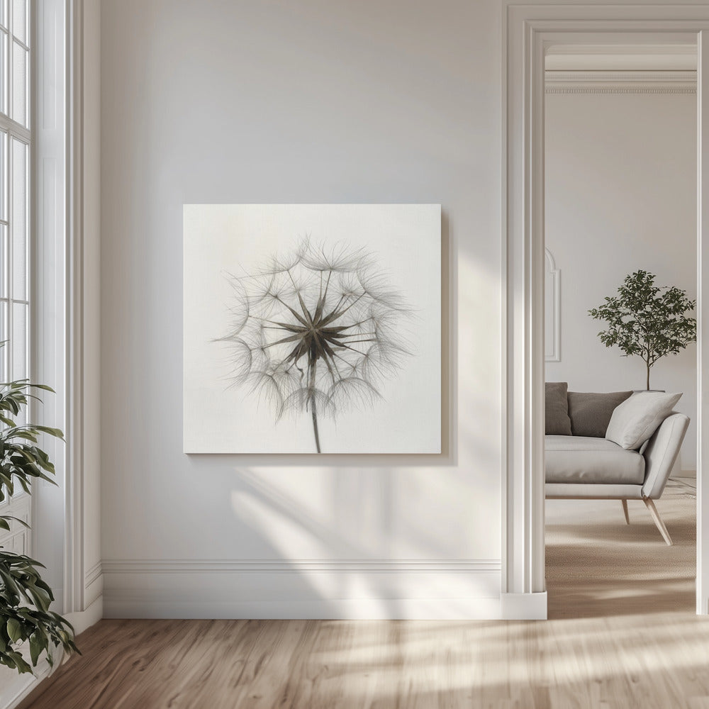 Tragopogon | Wydruki na łótnie