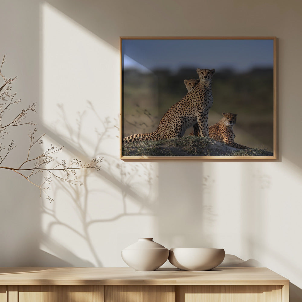 Gepardenfamilie | Poster - Kunstdruck