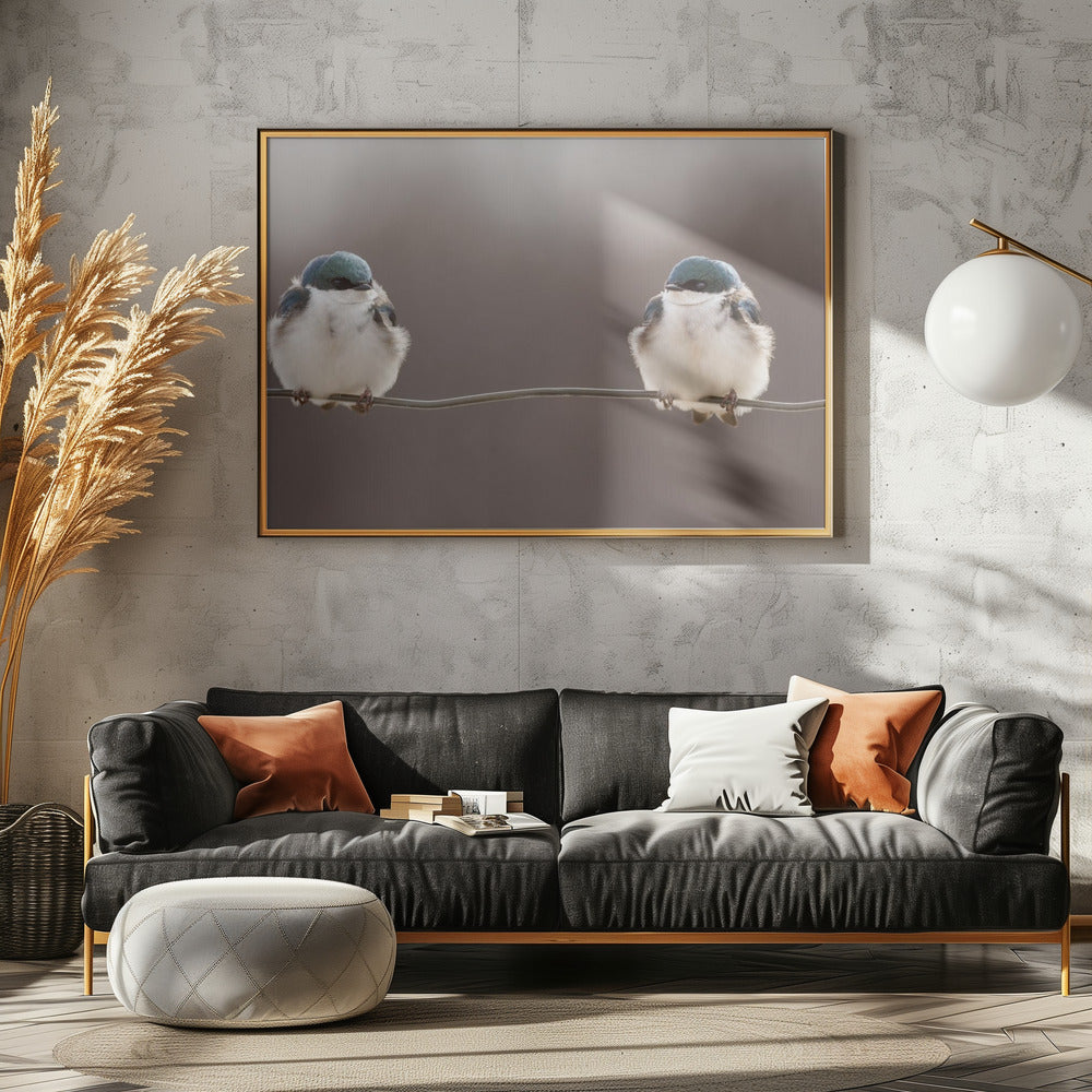 Fåglar på en tråd | Poster