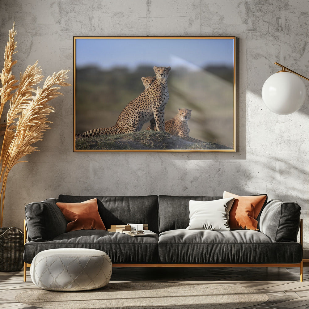 Gepardenfamilie | Poster - Kunstdruck