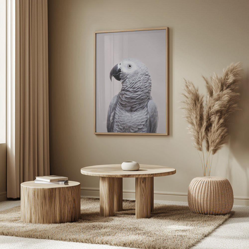 Pagliaccio africano | Poster - Stampe d’Arte