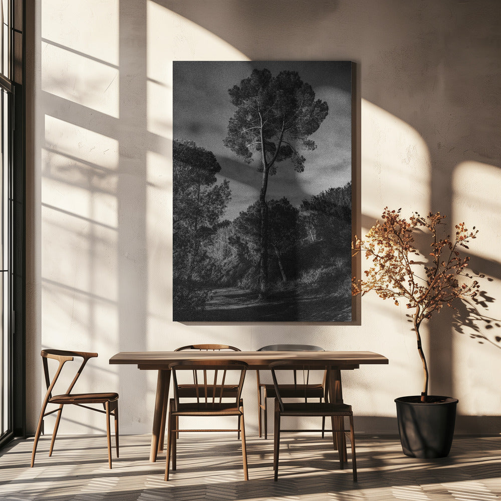 arbores | Canvas