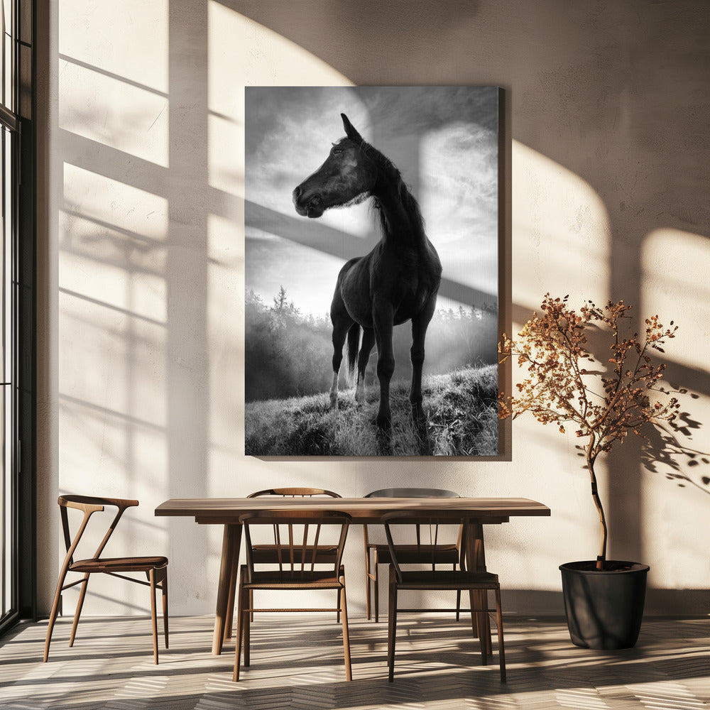 Tegenlicht paard | Canvasprints