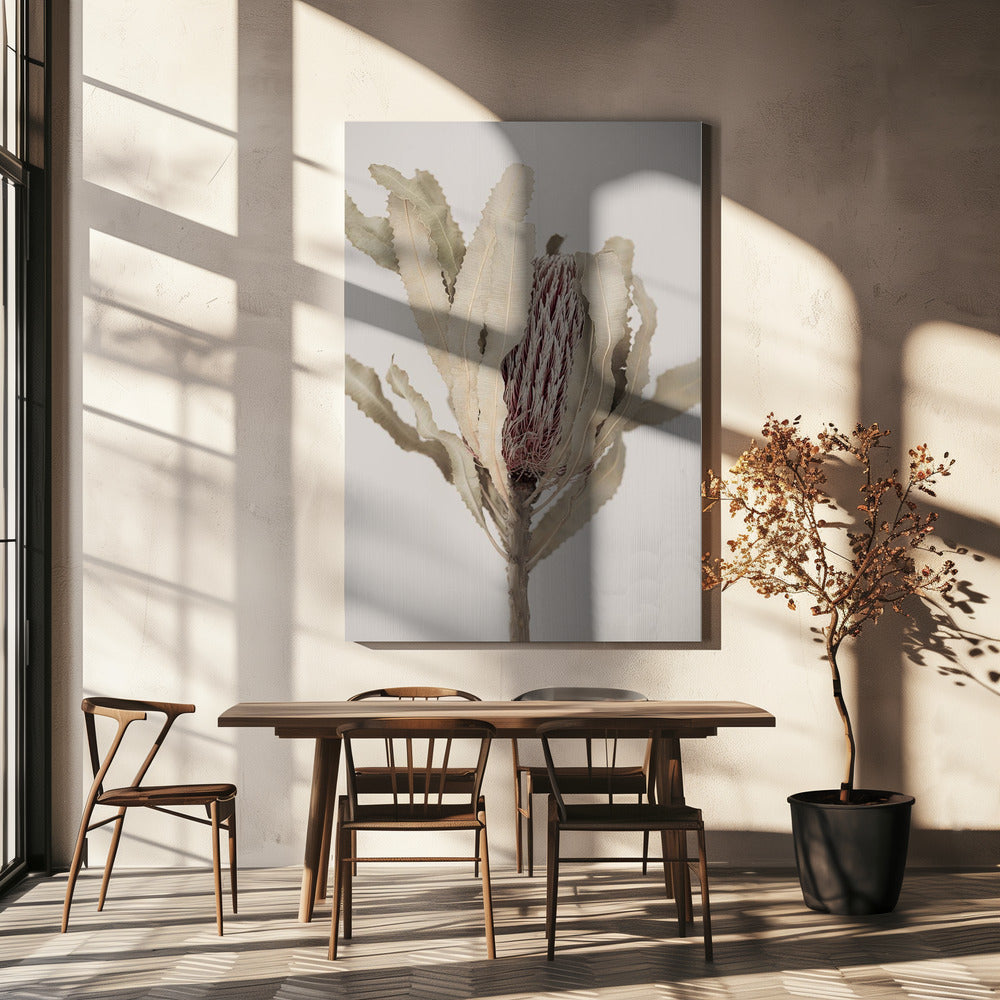 Banksia | Leinwand-Bilder