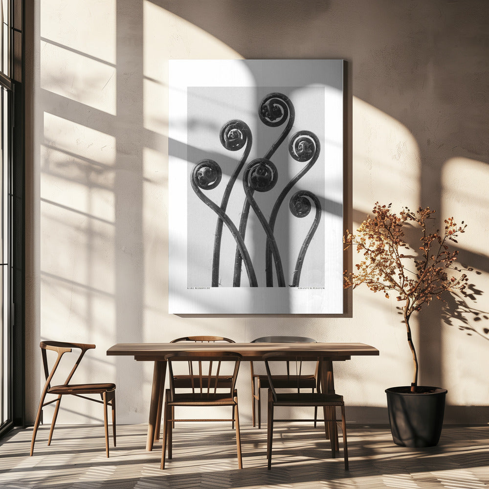 Adiantum pedatum | Leinwand-Bilder