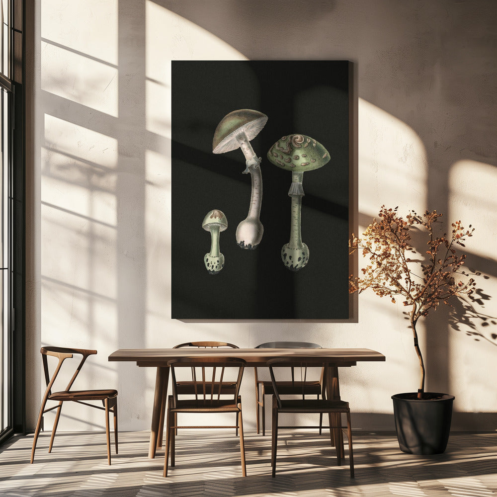 Amanita Muscaria Ciemne Tło | Wydruki na łótnie