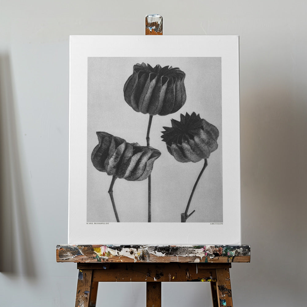 Abutilon (Lime Mallow | Canvastaulut