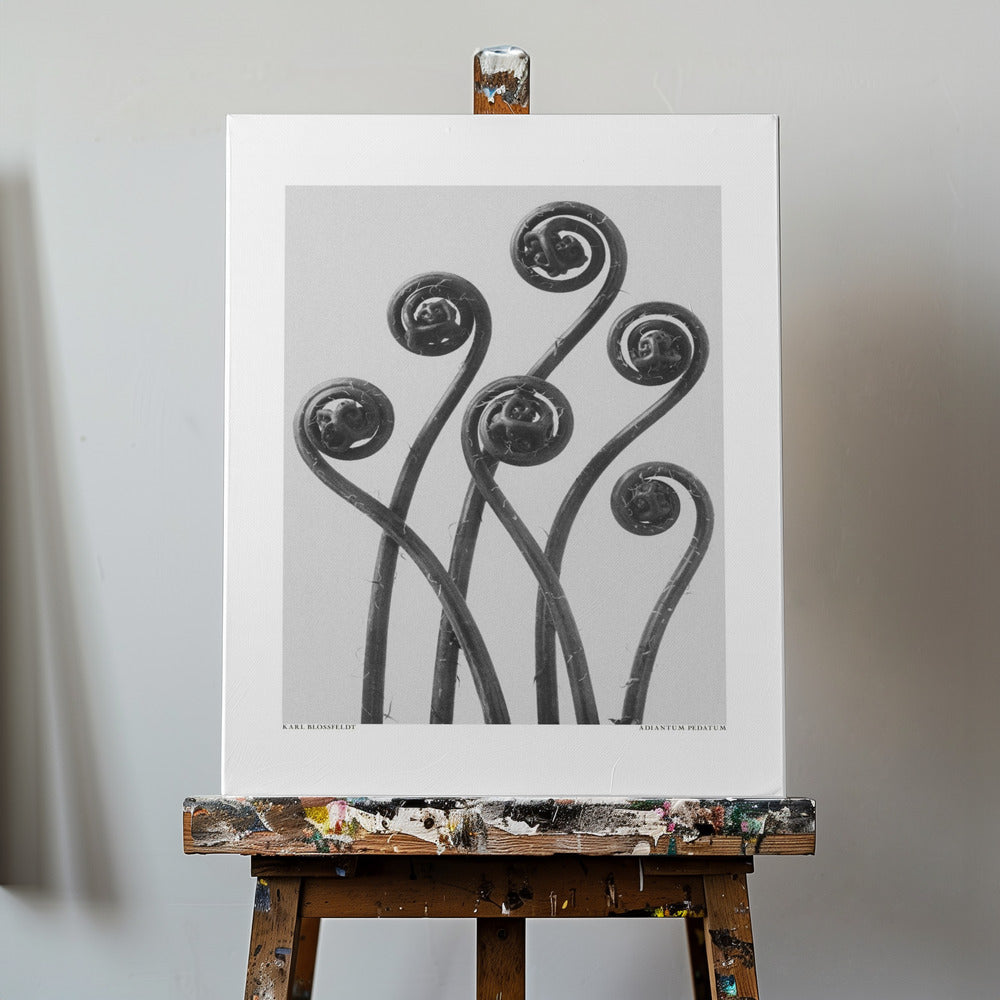 Adiantum pedatum | Leinwand-Bilder