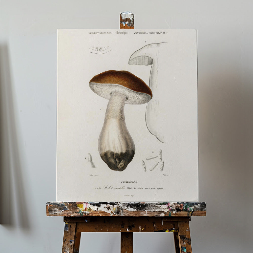 Bollo de centavo (Boletus Edulis) | Impresiones en Lienzo