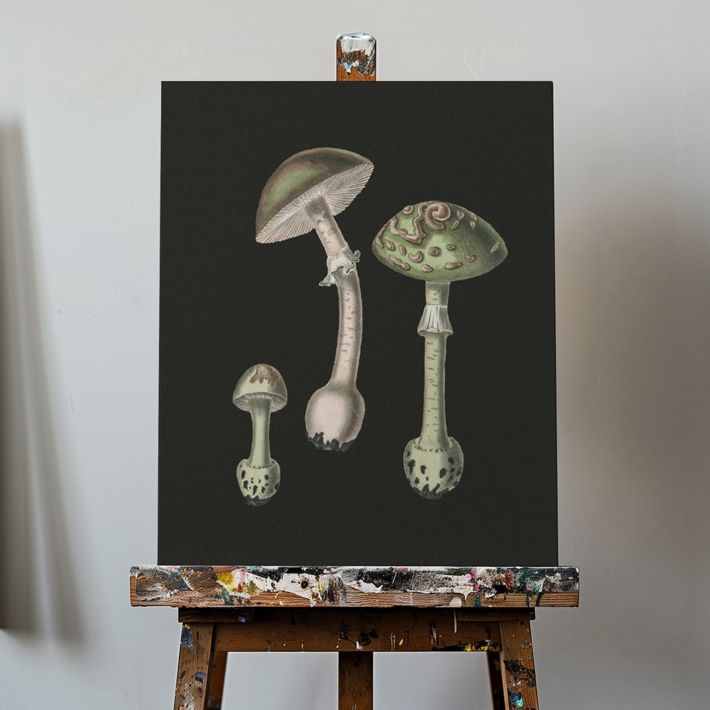 Amanita Muscaria Ciemne Tło | Wydruki na łótnie