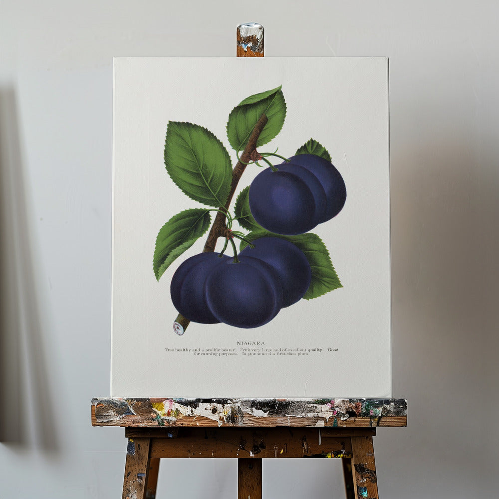 Niagara Plum Litografi | Duk