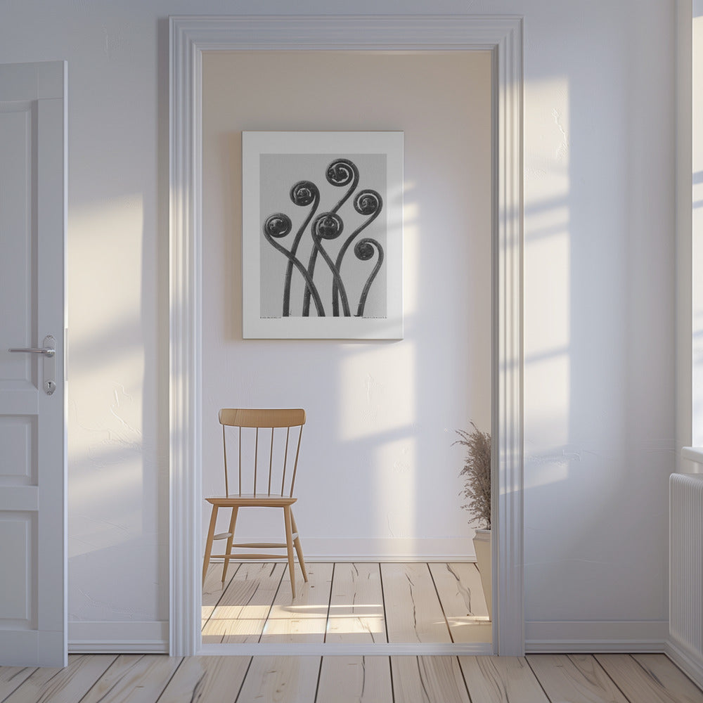 Adiantum pedatum | Leinwand-Bilder