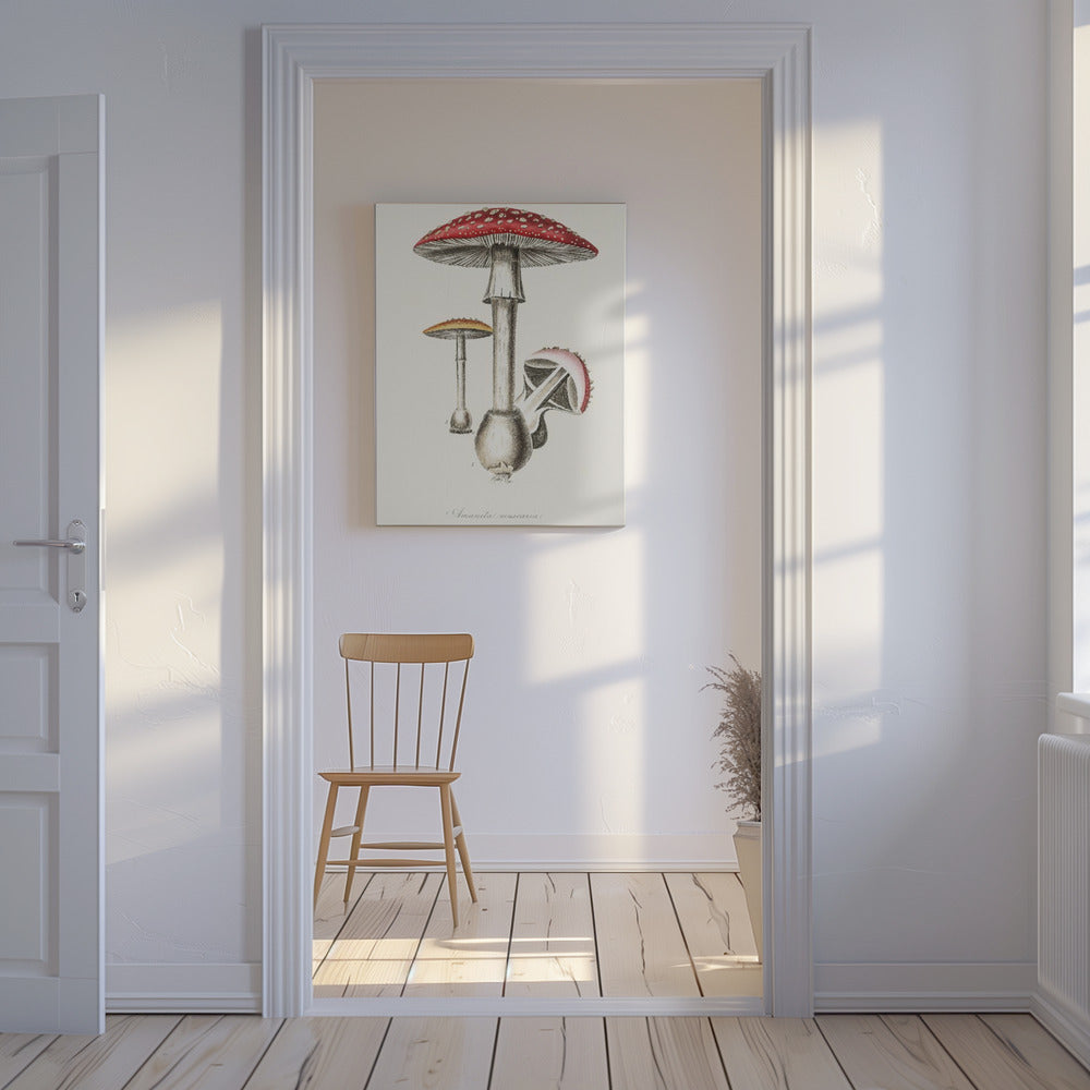 Amanita Muscaria kuvitus. Lääketieteellinen kasvitiede 1836 | Canvastaulut