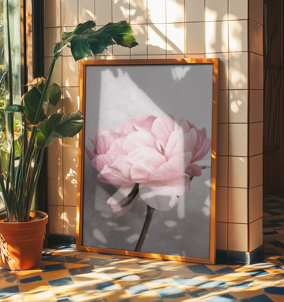 Pivoine | Posters - Affiche Artistique