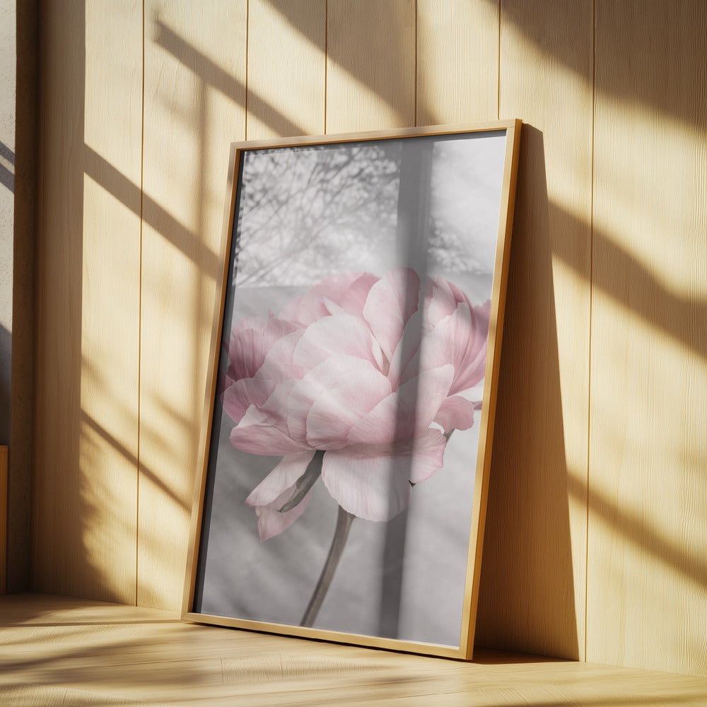 Pivoine | Posters - Affiche Artistique